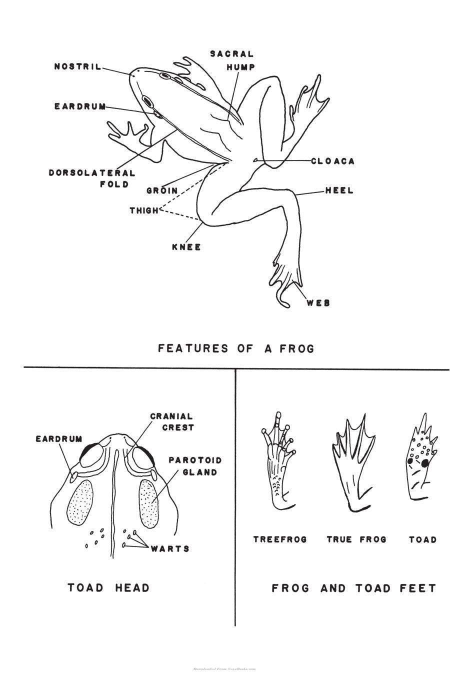 Amphibians And Reptiles Of Land Between The Lakes