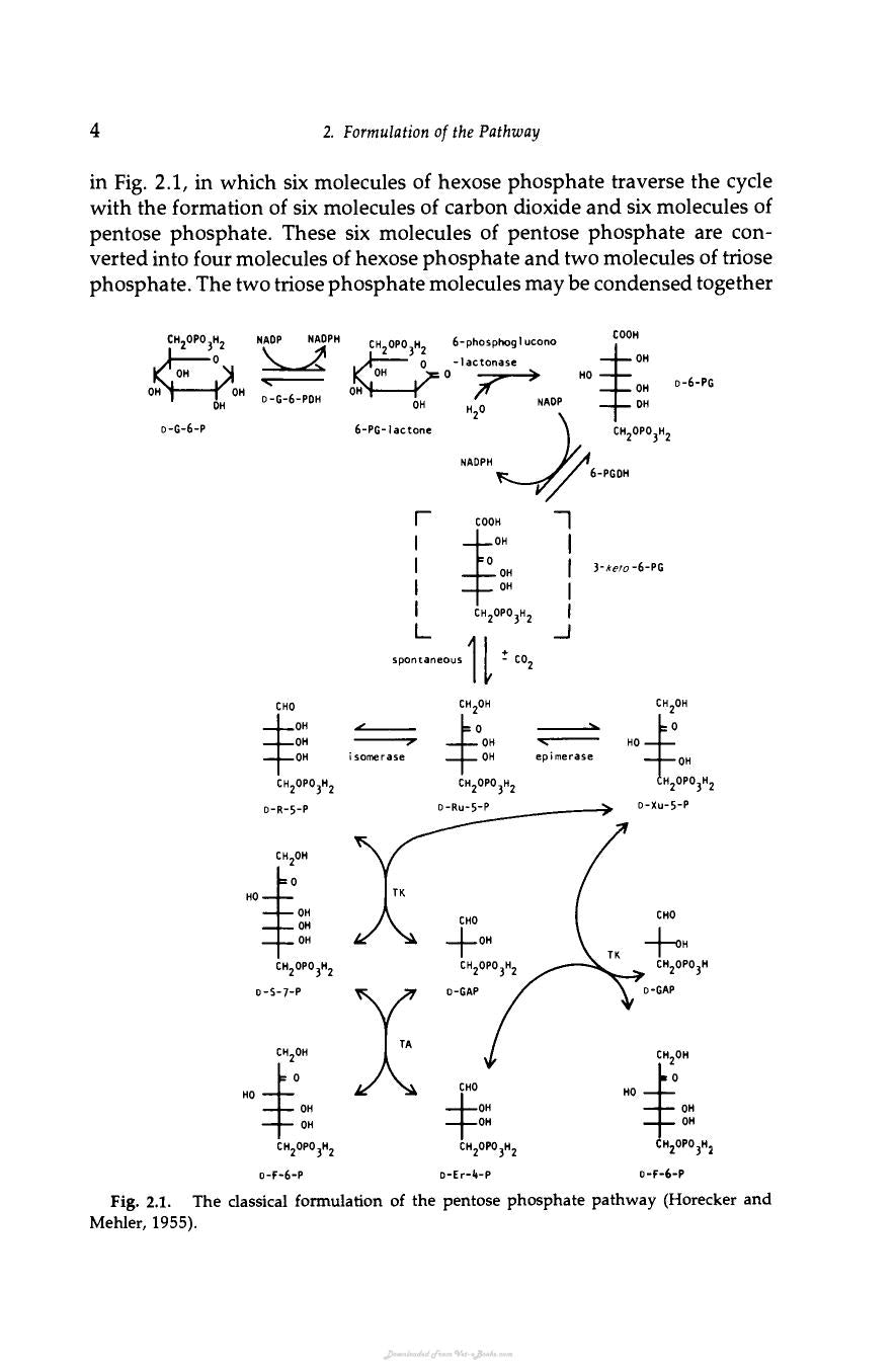 The Pentose Phosphate Pathway Terry Wood