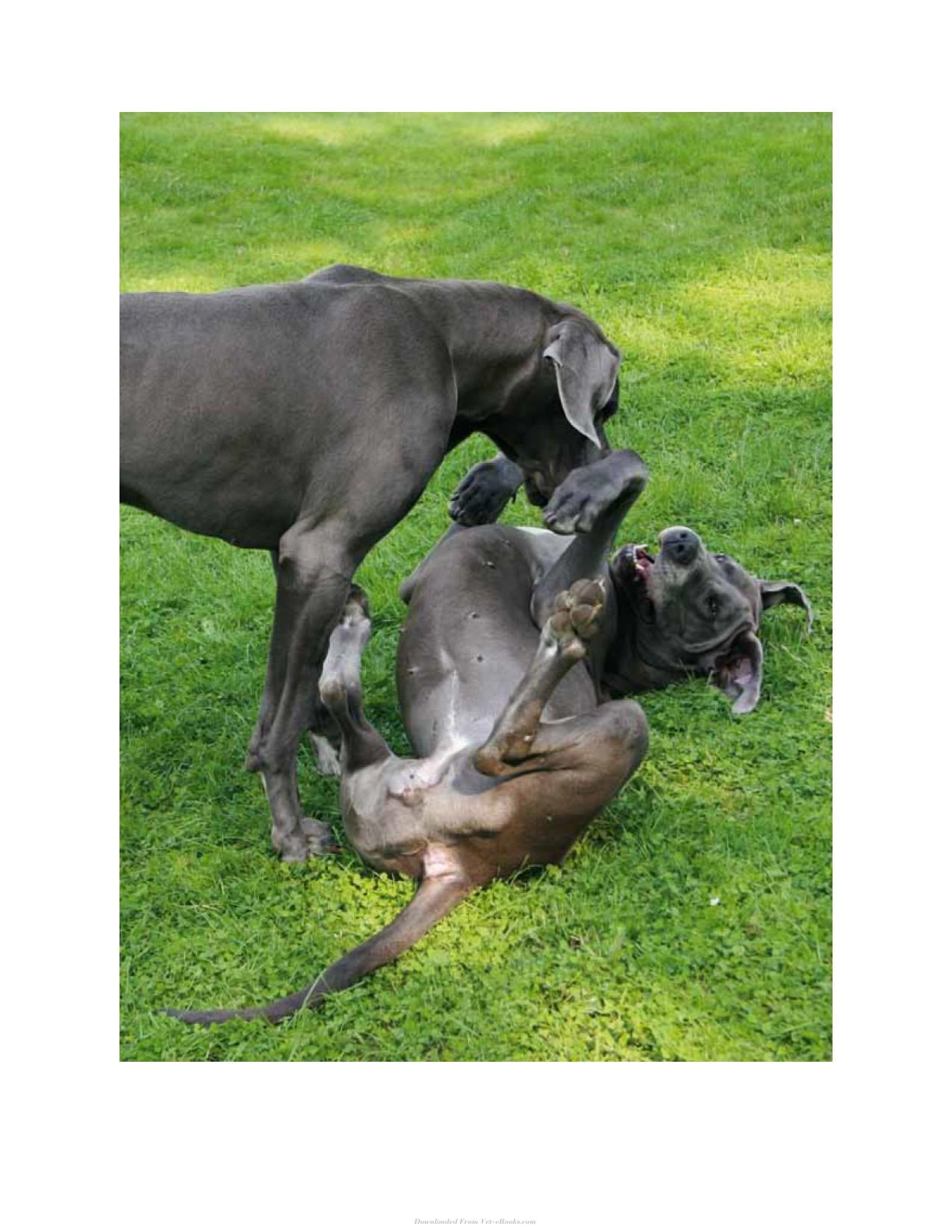 Canine Play Behavior The Science Of Dogs At Play