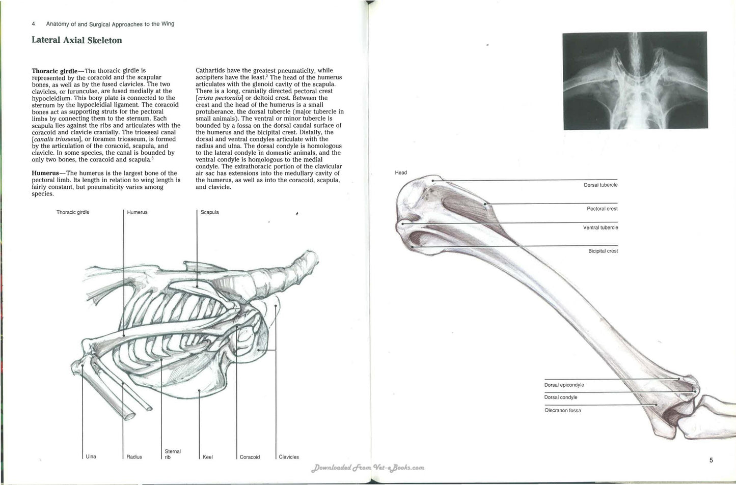 Avian Surgical Anatomy Thoracic And Pelvic Limbs