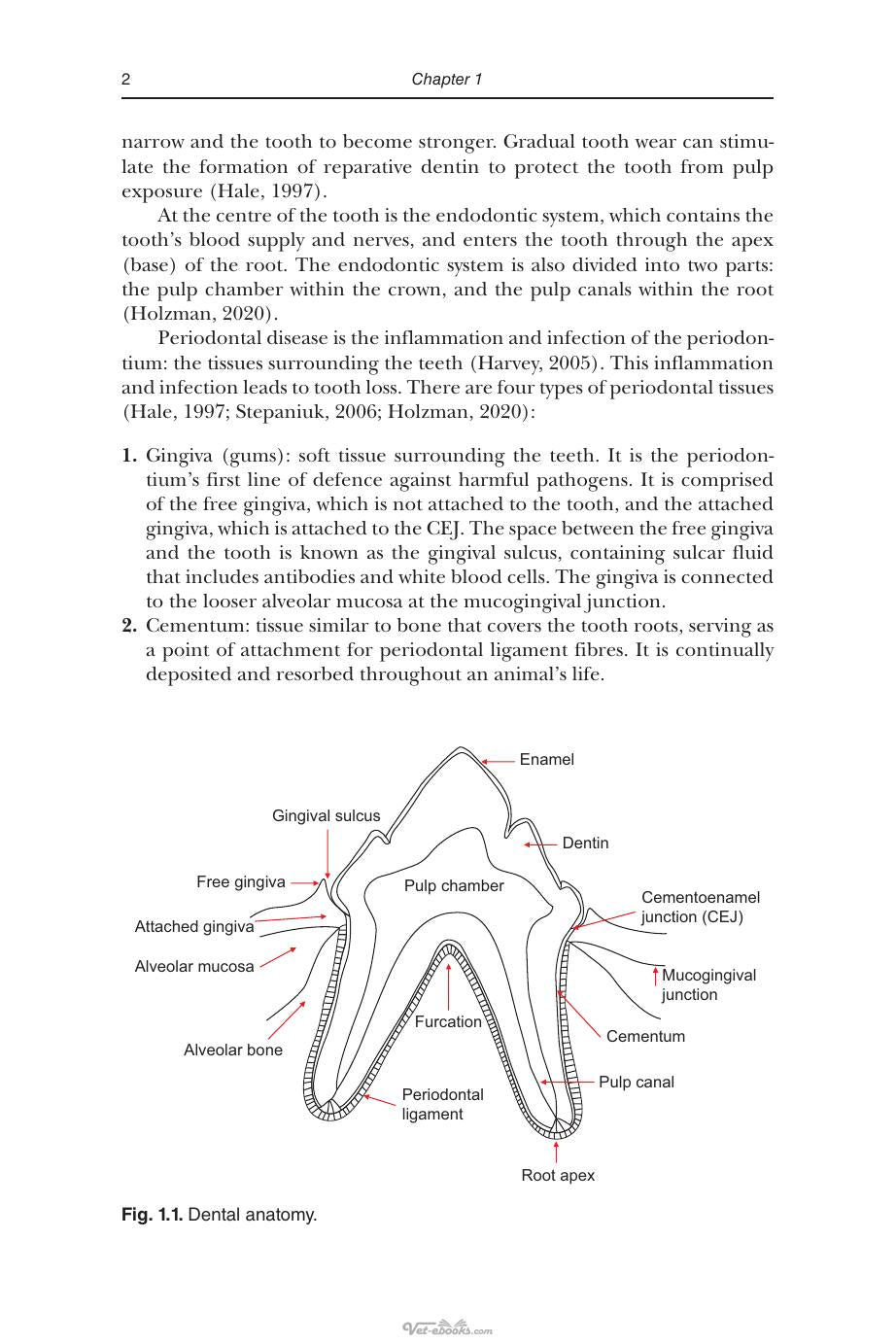An Introduction to Pet Dental Care for Veterinary Nurses and Technicians