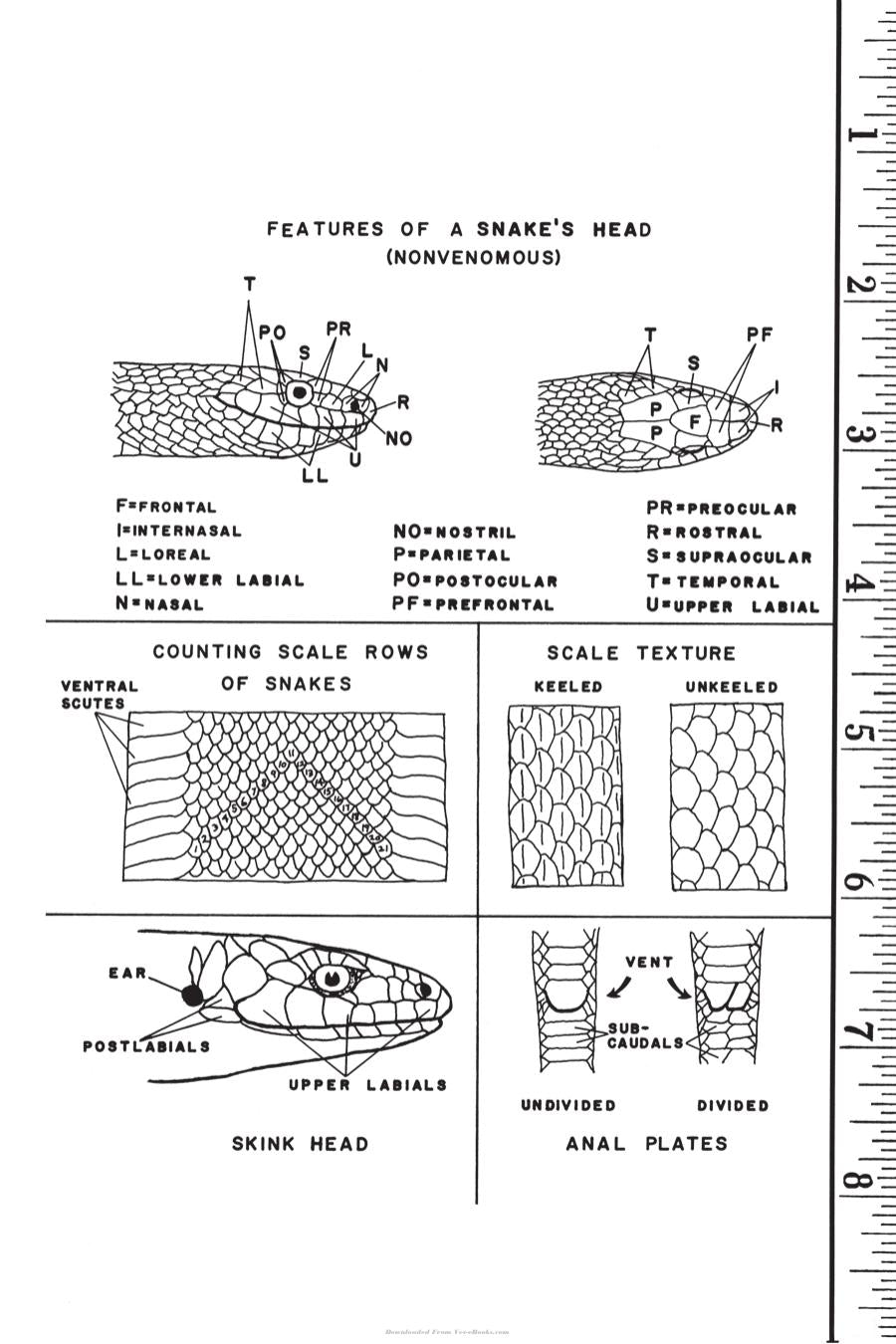 Amphibians And Reptiles Of Land Between The Lakes