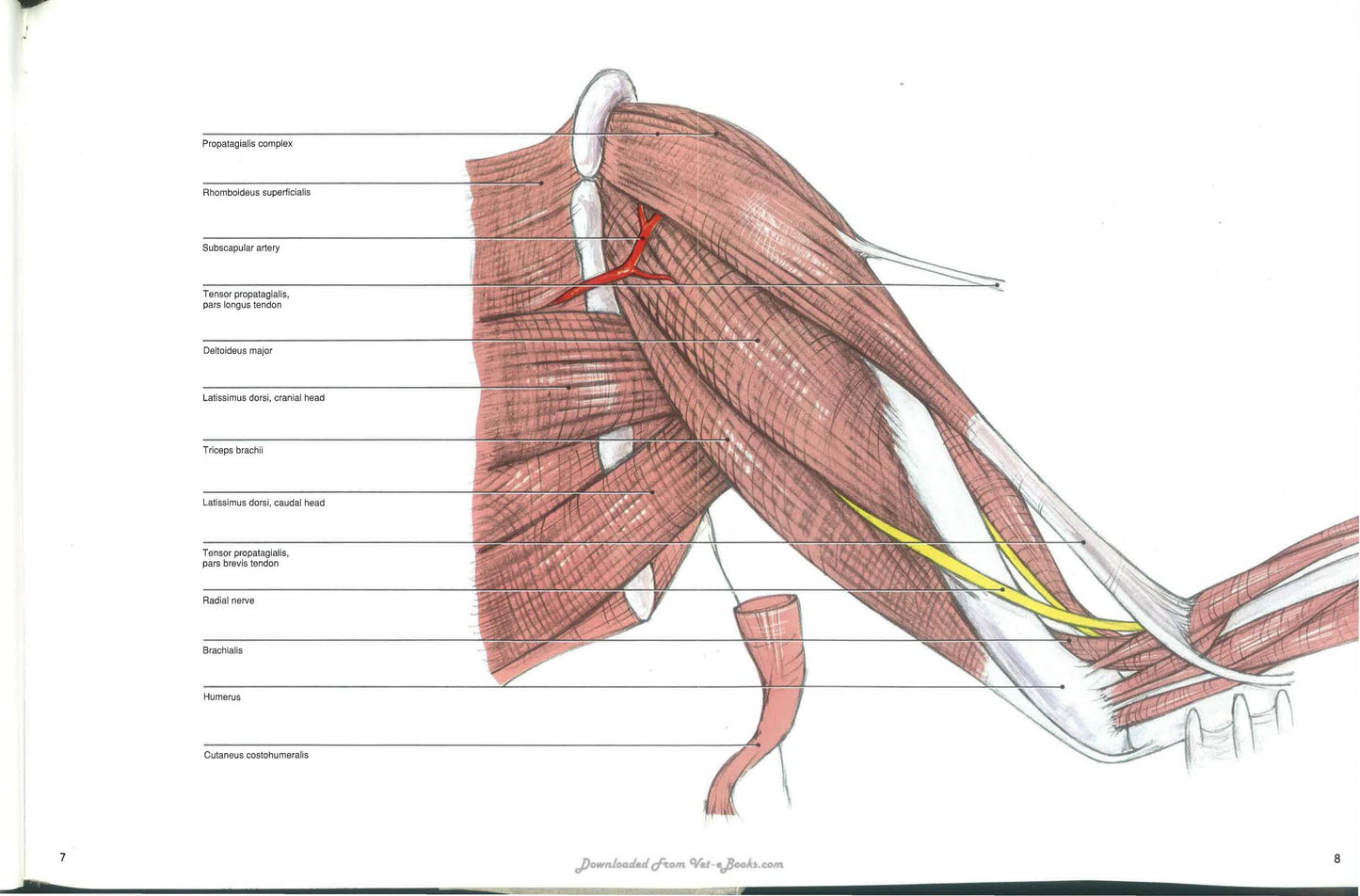 Avian Surgical Anatomy Thoracic And Pelvic Limbs
