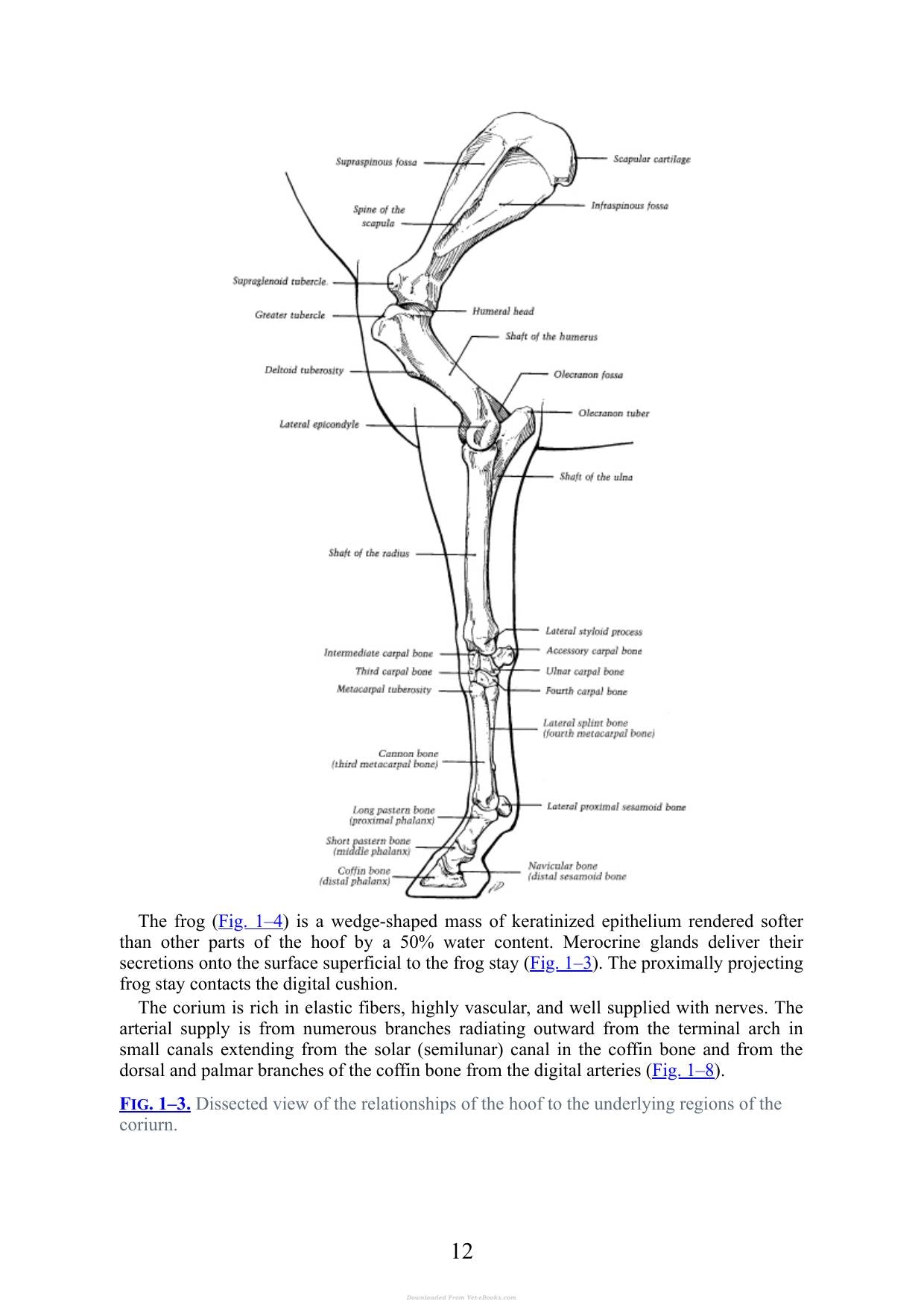 Practical Guide To Lameness In Horses 4Th Edition