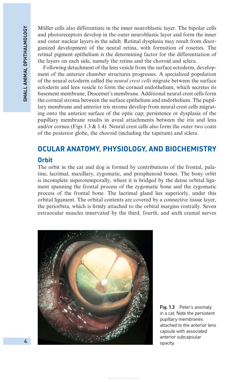 Small Animal Ophthalmology 4Th Edition