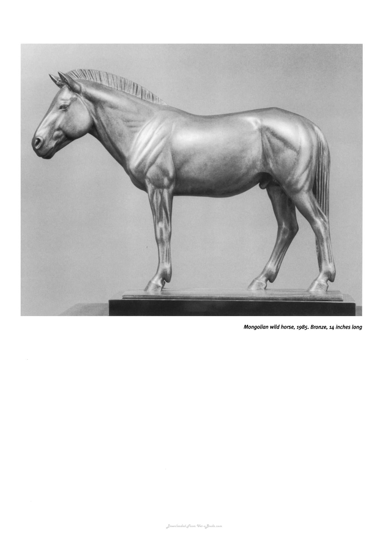Animal Anatomy For Artists The Elements Of Form