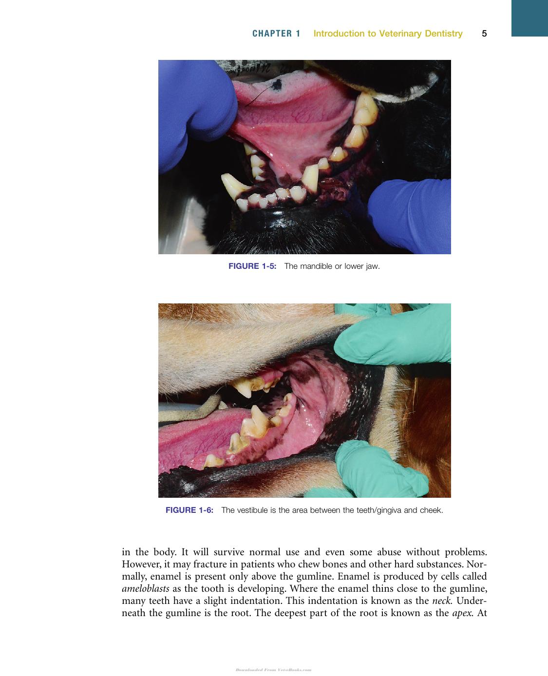 Veterinary Dentistry A Team Approach 2Nd Edition