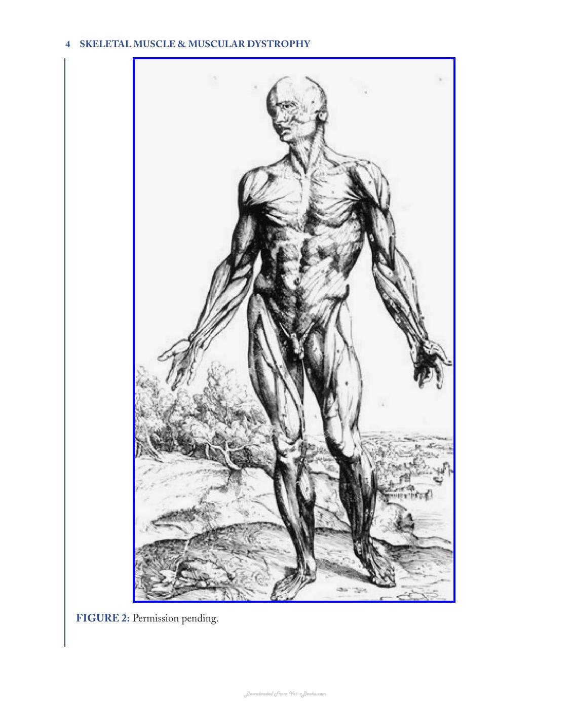 Skeletal Muscle and Muscular Dystrophy a Visual Approach