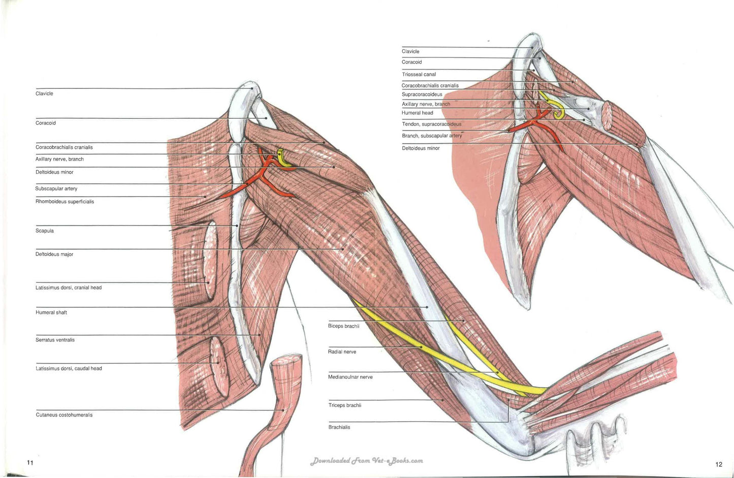 Avian Surgical Anatomy Thoracic And Pelvic Limbs