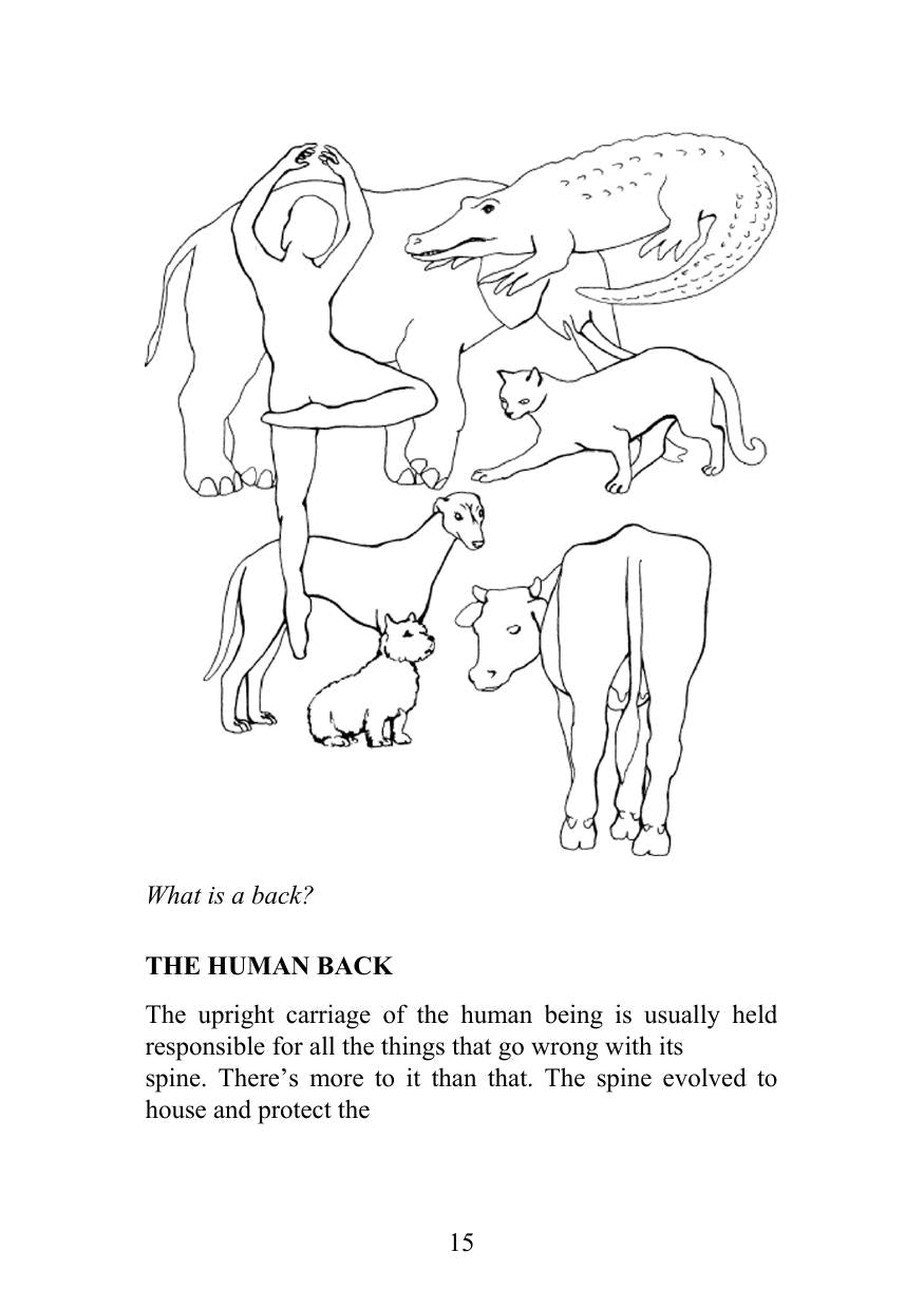 Understanding The Horses Back