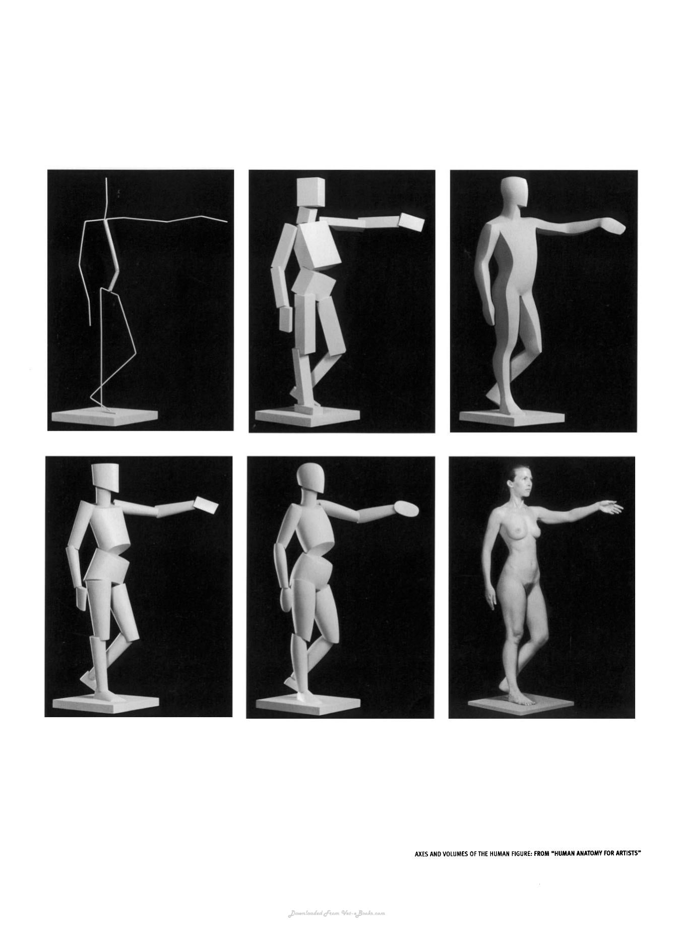 Animal Anatomy For Artists The Elements Of Form