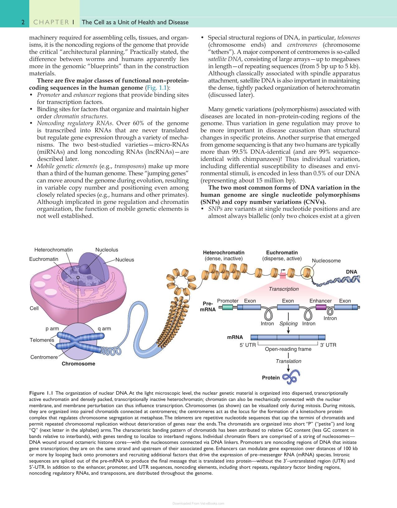 Robbins and Cotran Pathologic Basis of Disease Pdf