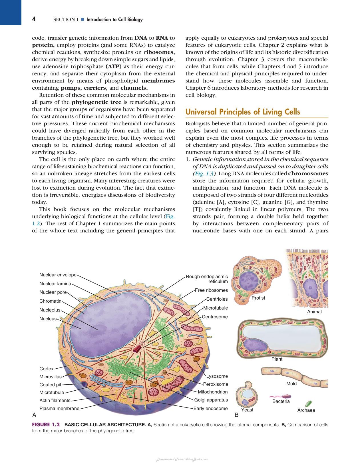 Cell Biology 3rd Edition