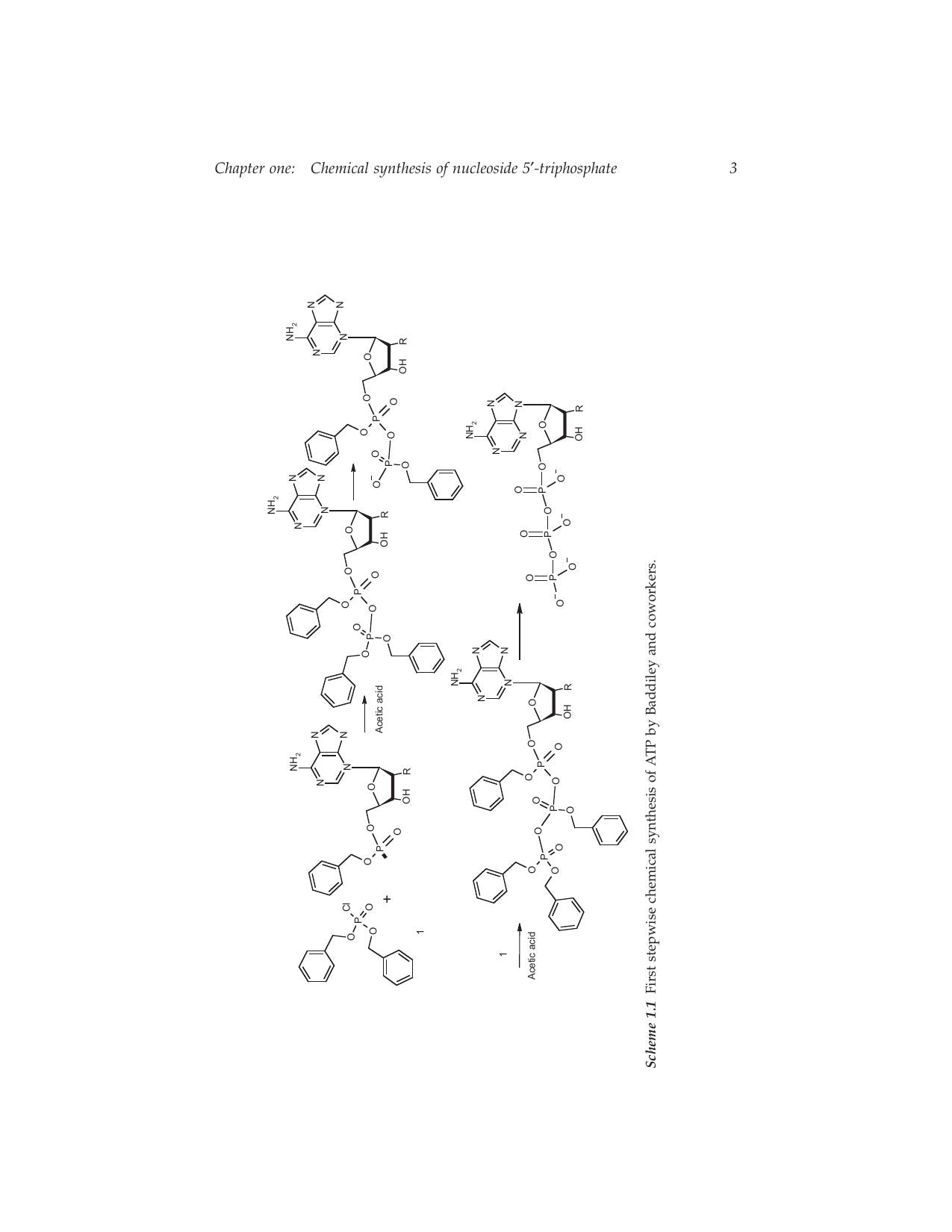 The Nucleosides Triphosphates and Their Analogs