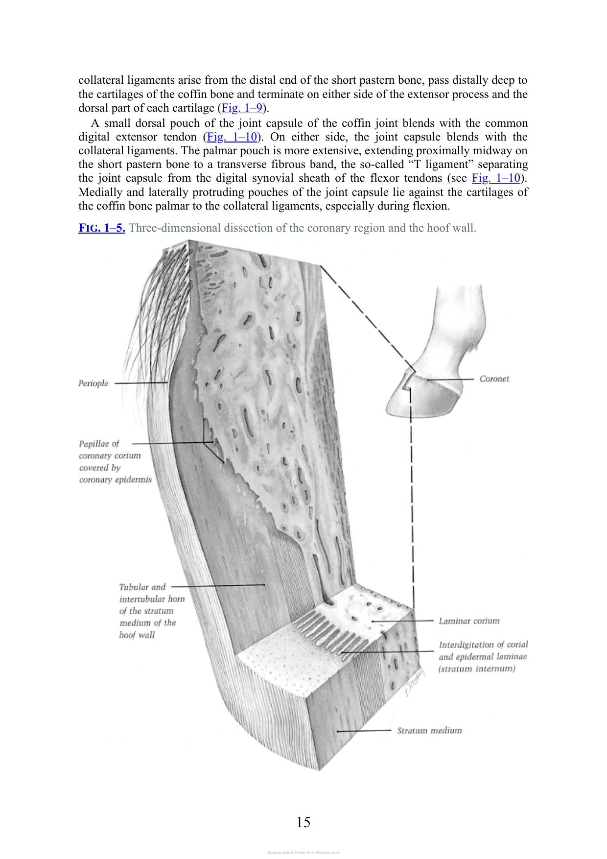 Practical Guide To Lameness In Horses 4Th Edition