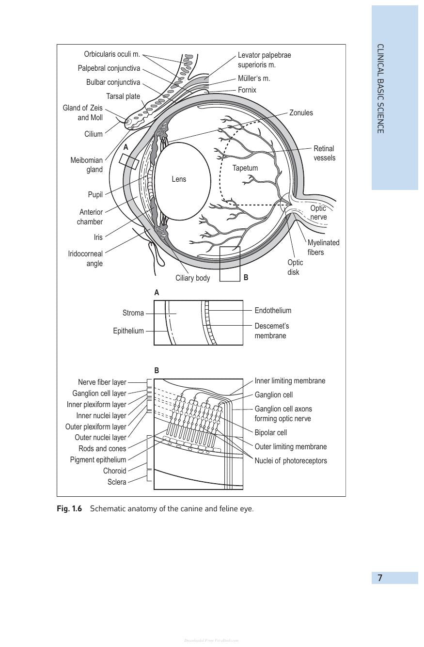 Small Animal Ophthalmology 4Th Edition
