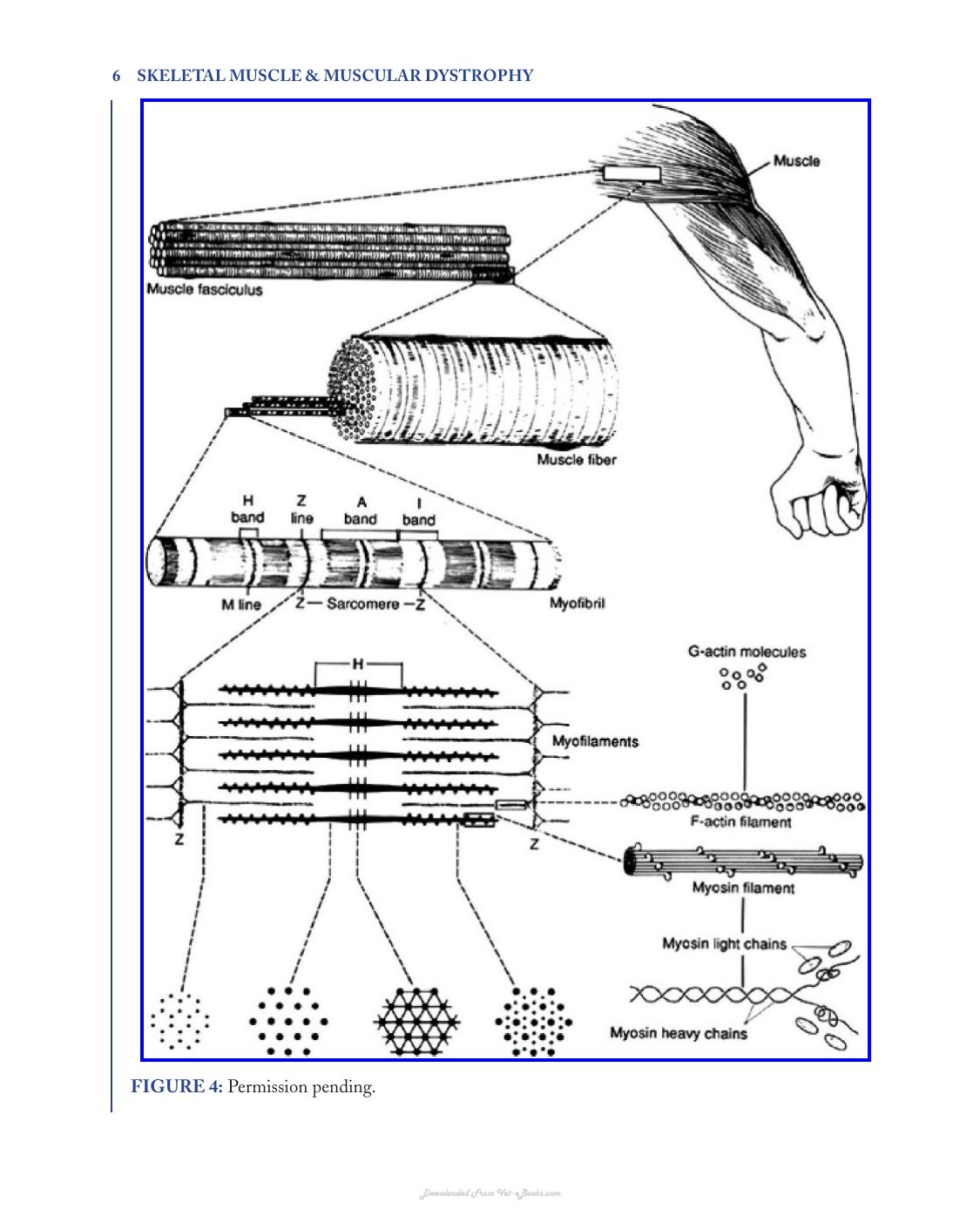 Skeletal Muscle and Muscular Dystrophy a Visual Approach