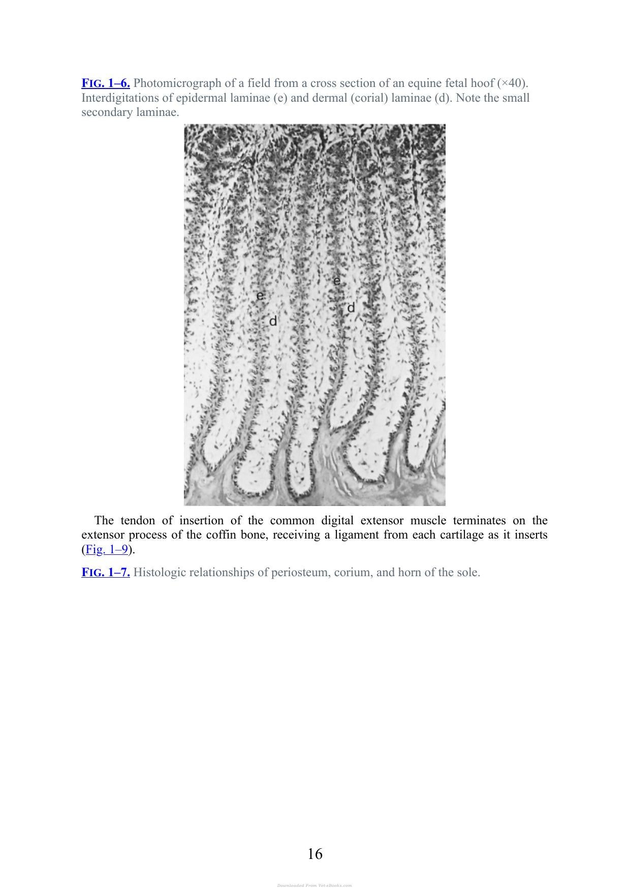 Practical Guide To Lameness In Horses 4Th Edition