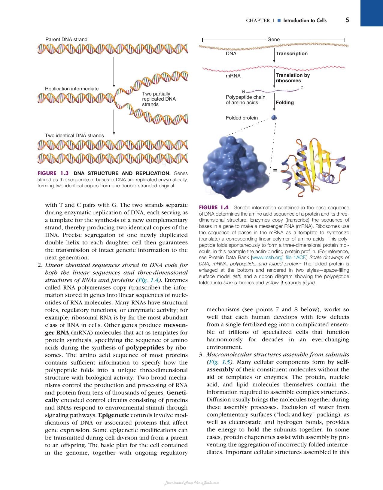 Cell Biology 3rd Edition