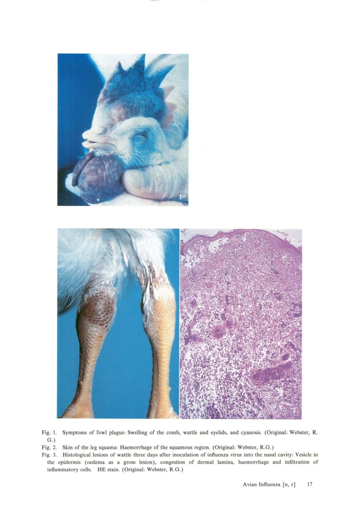 Color Manual Diseases Of Birds