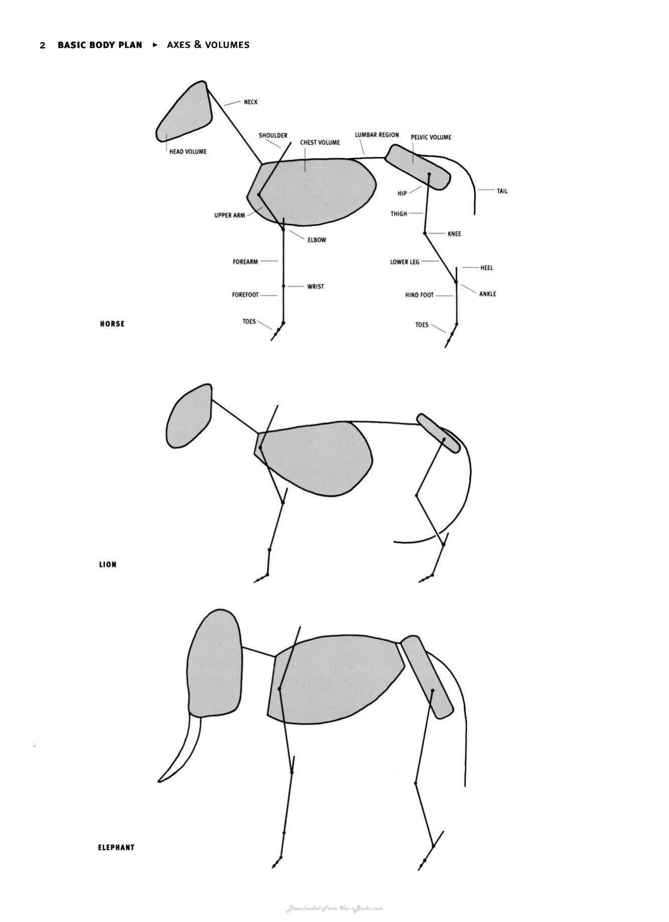 Animal Anatomy For Artists The Elements Of Form