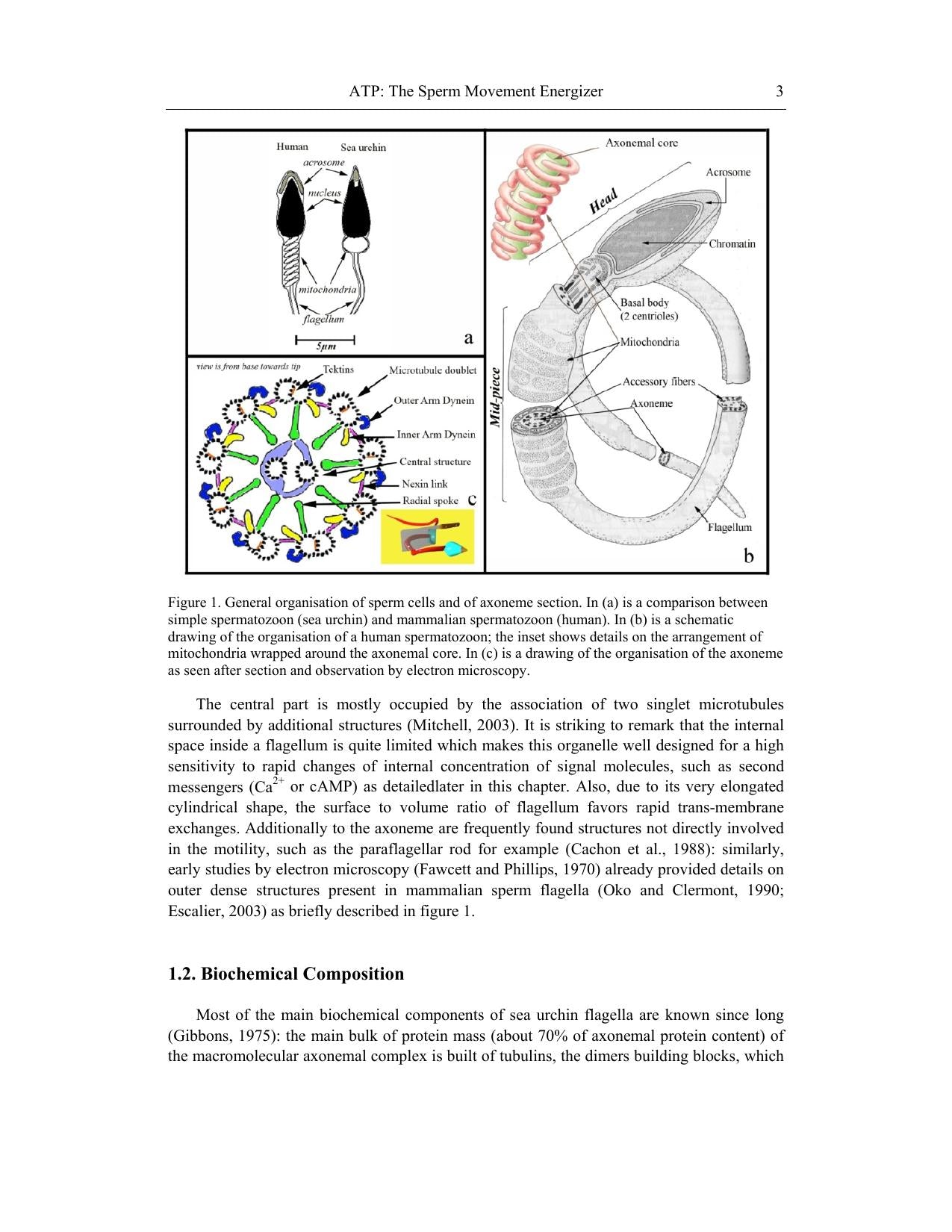Adenosine Triphosphate Chemical Properties Biosynthesis and Functions in Cells