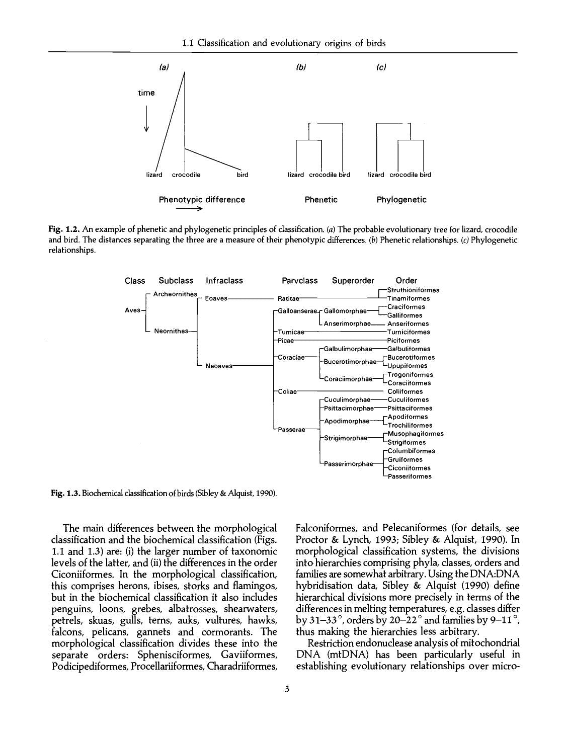 Avian Biochemistry And Molecular Biology