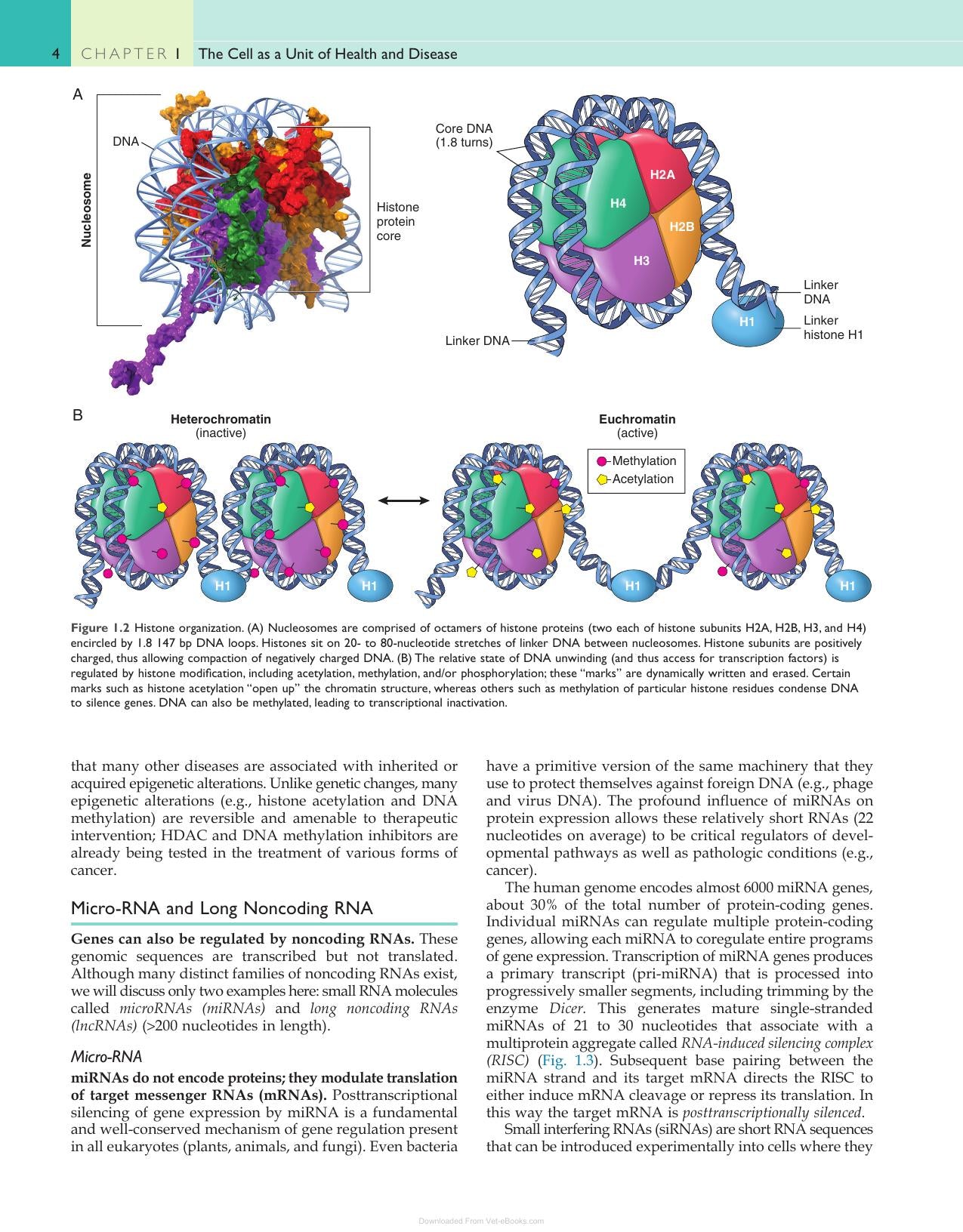 Robbins and Cotran Pathologic Basis of Disease Pdf