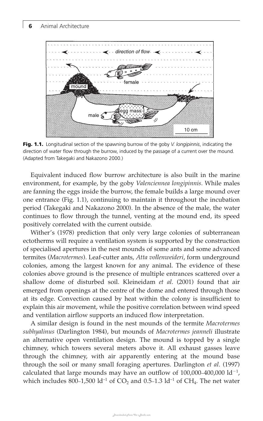 Animal Architecture