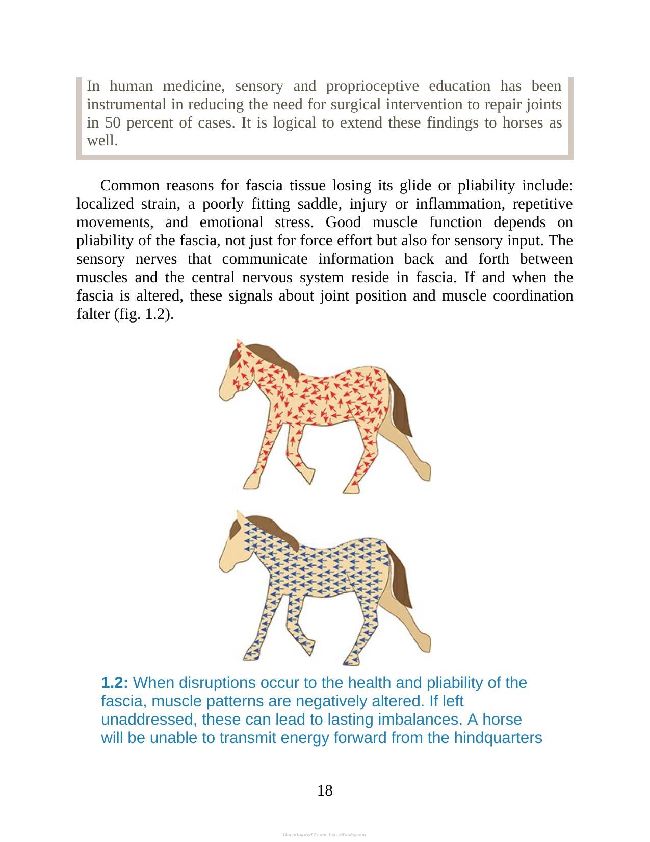 55 Corrective Exercises For Horses Resolving Postural Problems Improving Movement Patterns And Preventing Injury