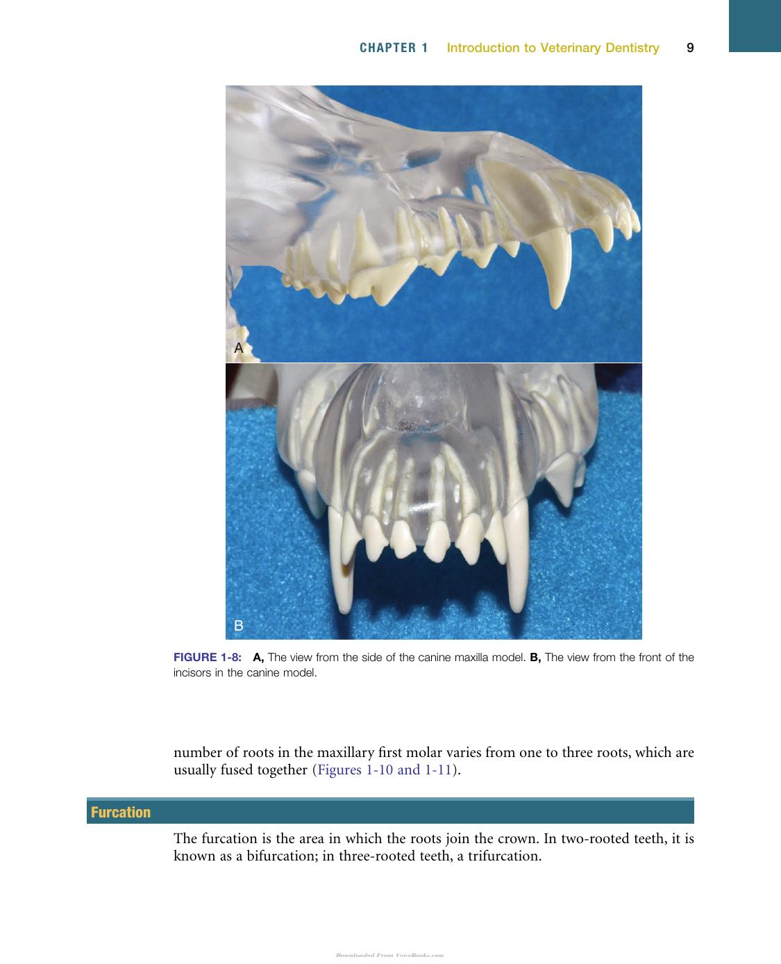 Veterinary Dentistry A Team Approach 2Nd Edition