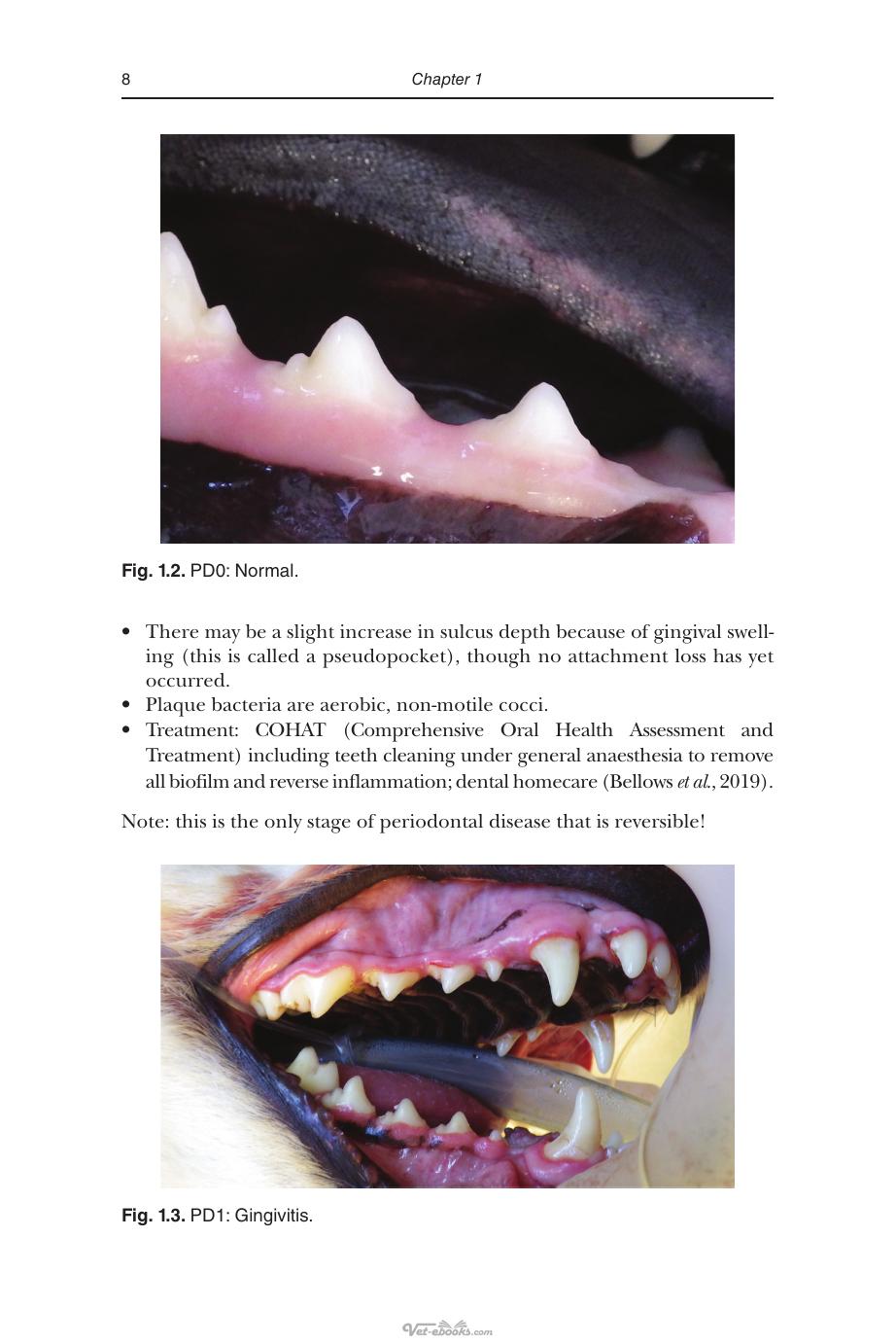 An Introduction to Pet Dental Care for Veterinary Nurses and Technicians