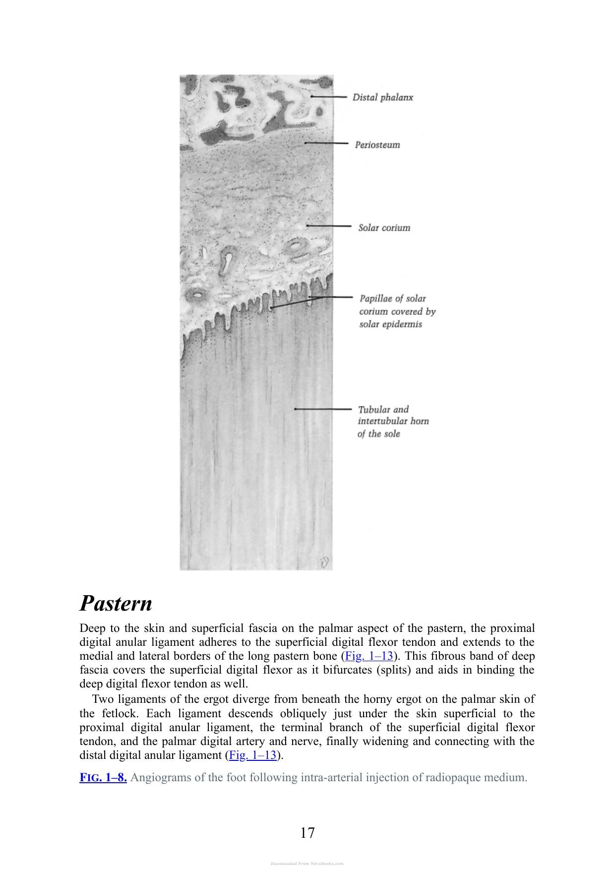 Practical Guide To Lameness In Horses 4Th Edition