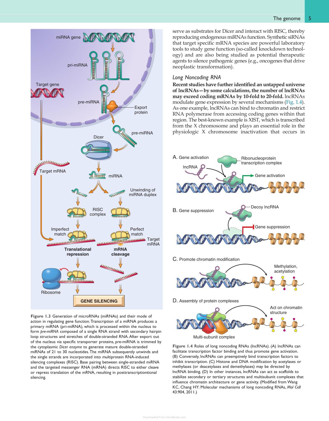 Robbins and Cotran Pathologic Basis of Disease Pdf