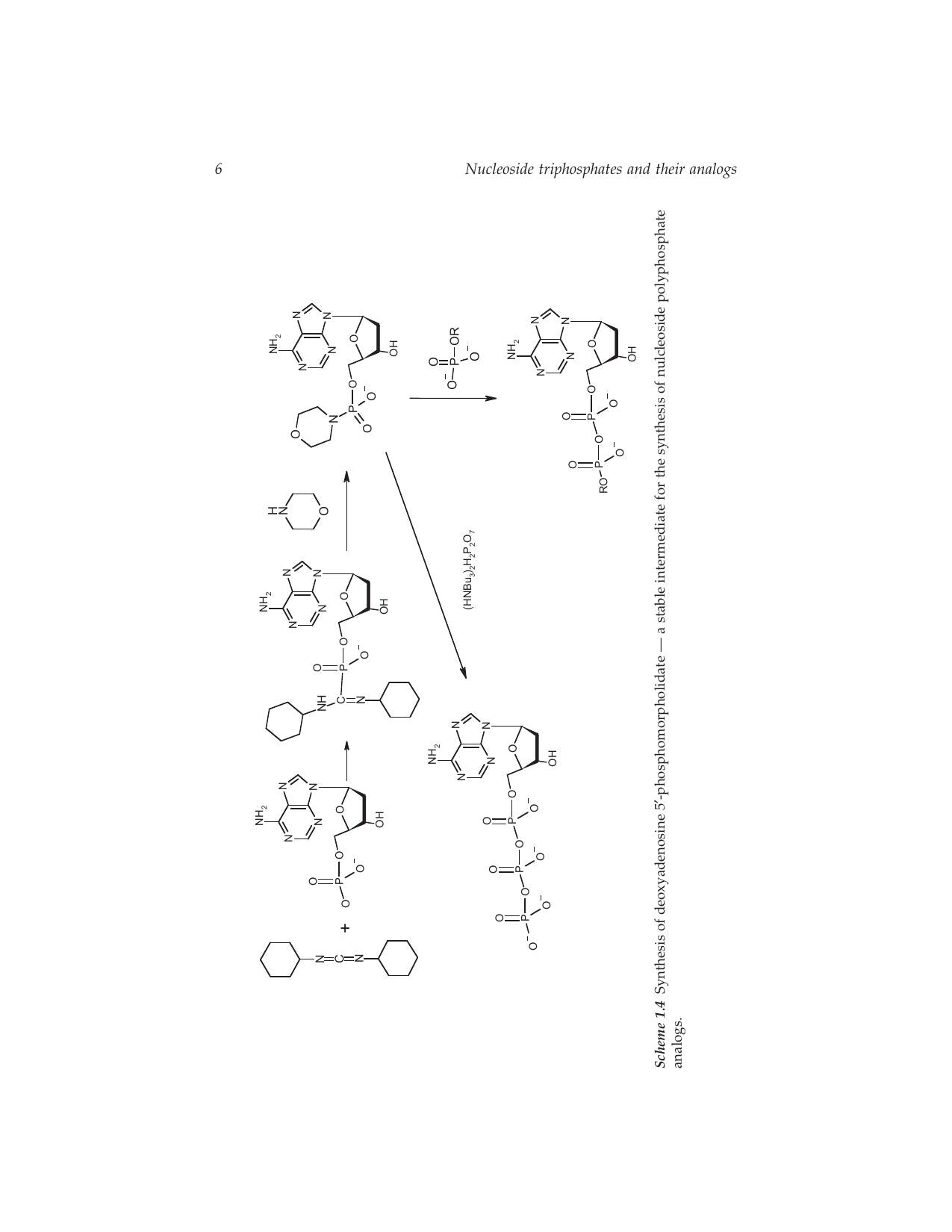The Nucleosides Triphosphates and Their Analogs