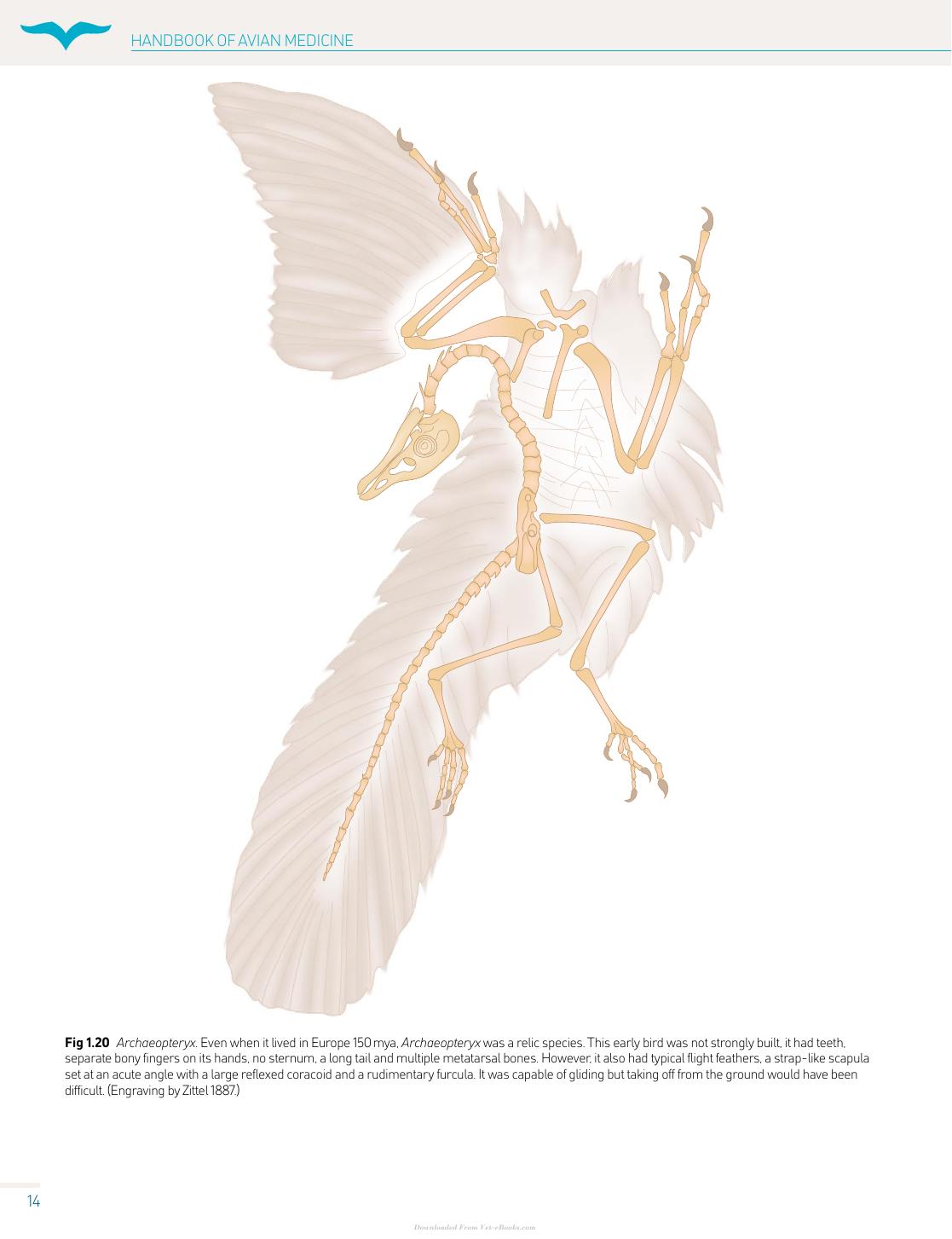 Handbook Of Avian Medicine 2nd Edition