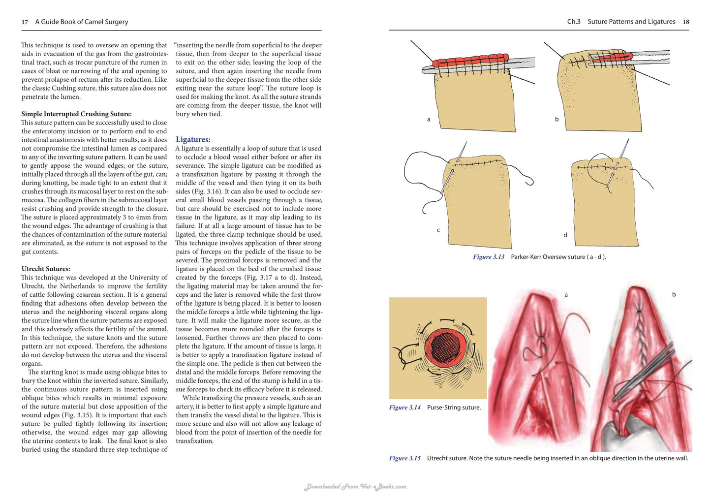 A Guide Book Of Camel Surgery