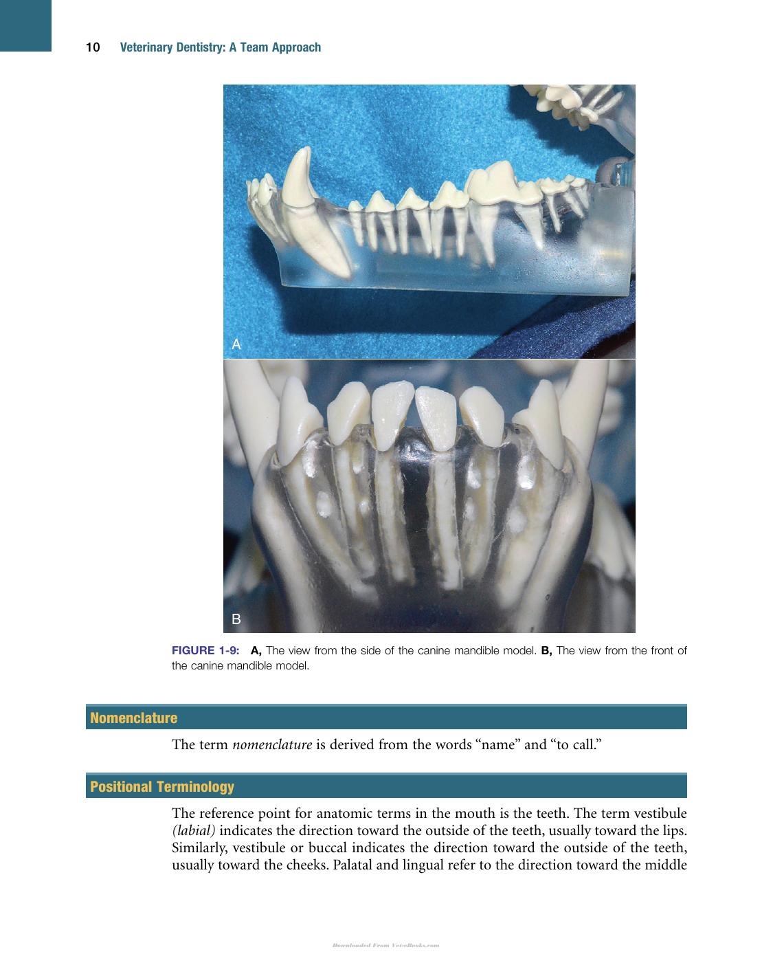 Veterinary Dentistry A Team Approach 2Nd Edition
