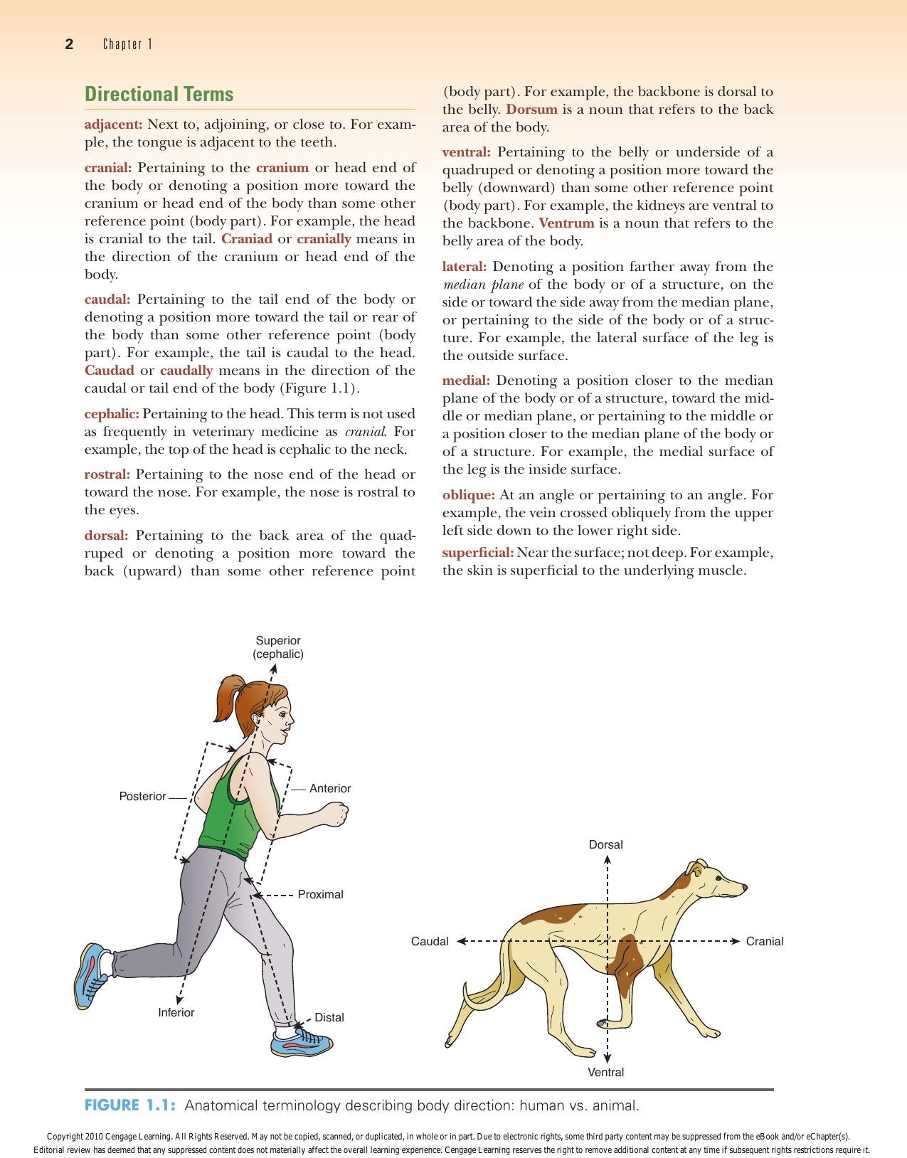 Laboratory Manual Comparative Veterinary Anatomy Physiology 2nd Edition