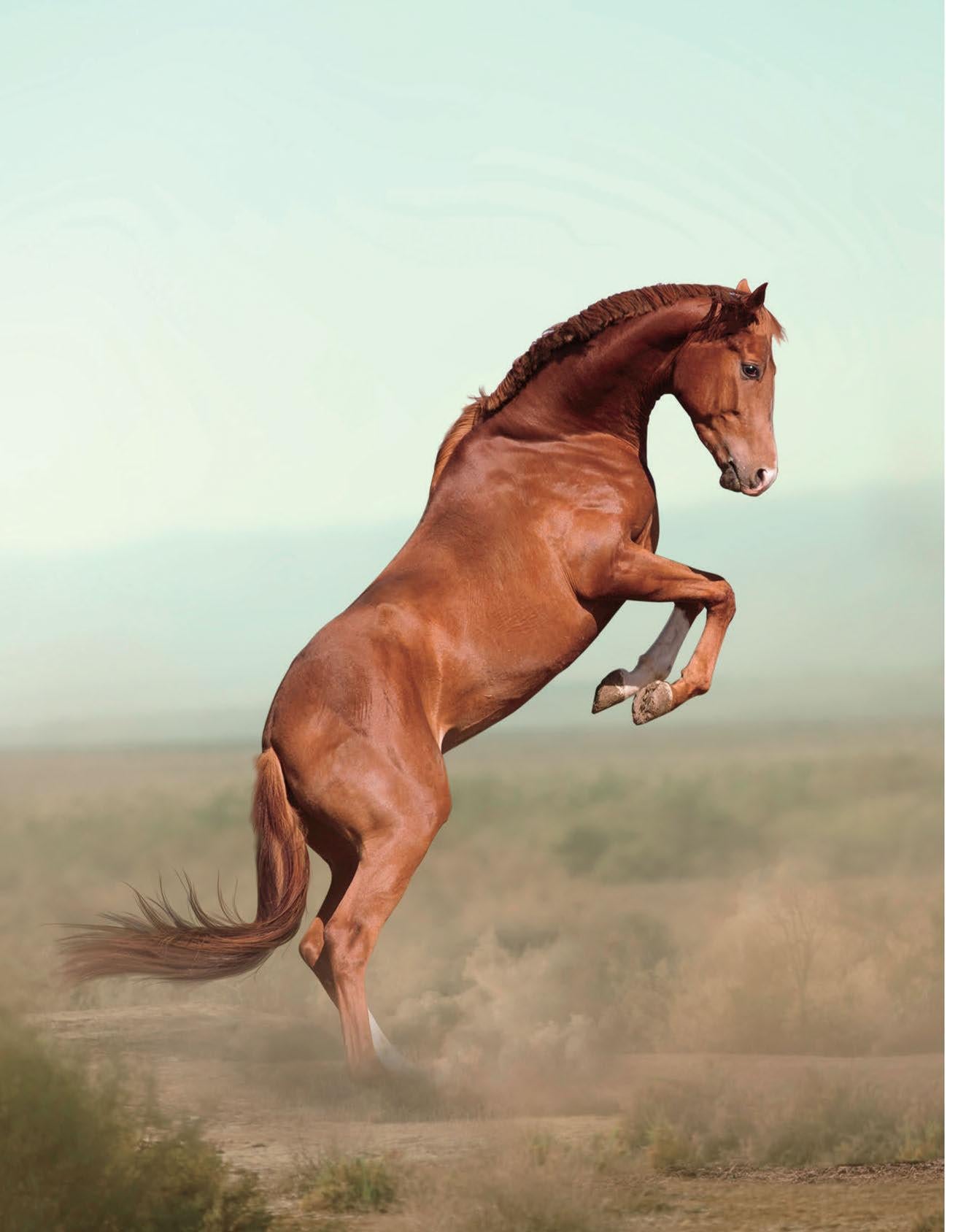 Principles Of Animal Behavior 5Th Edition
