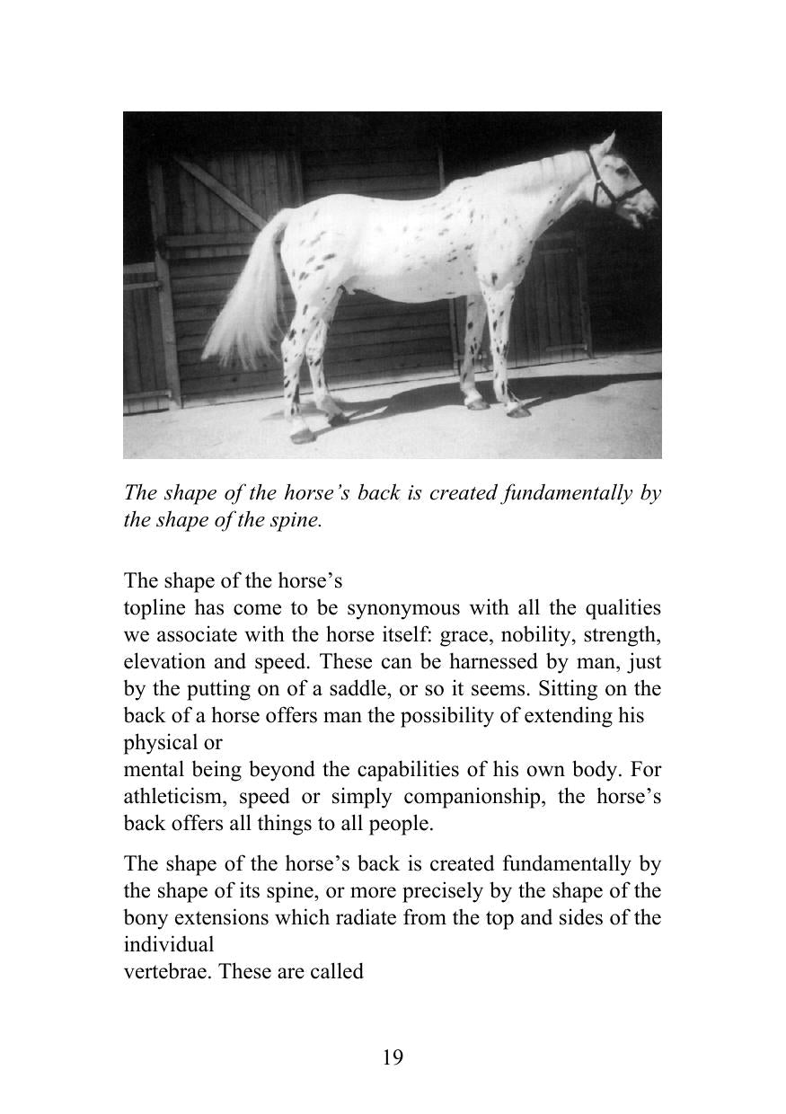 Understanding The Horses Back