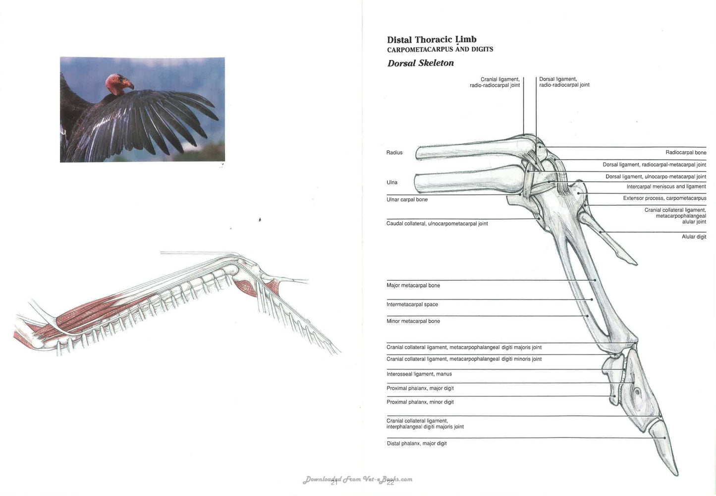 Avian Surgical Anatomy Thoracic And Pelvic Limbs