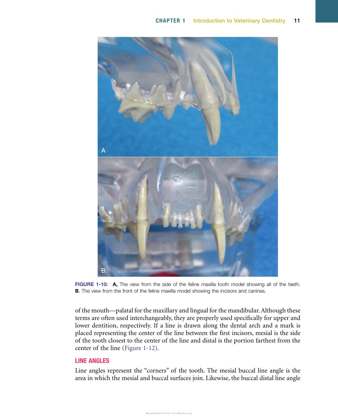 Veterinary Dentistry A Team Approach 2Nd Edition