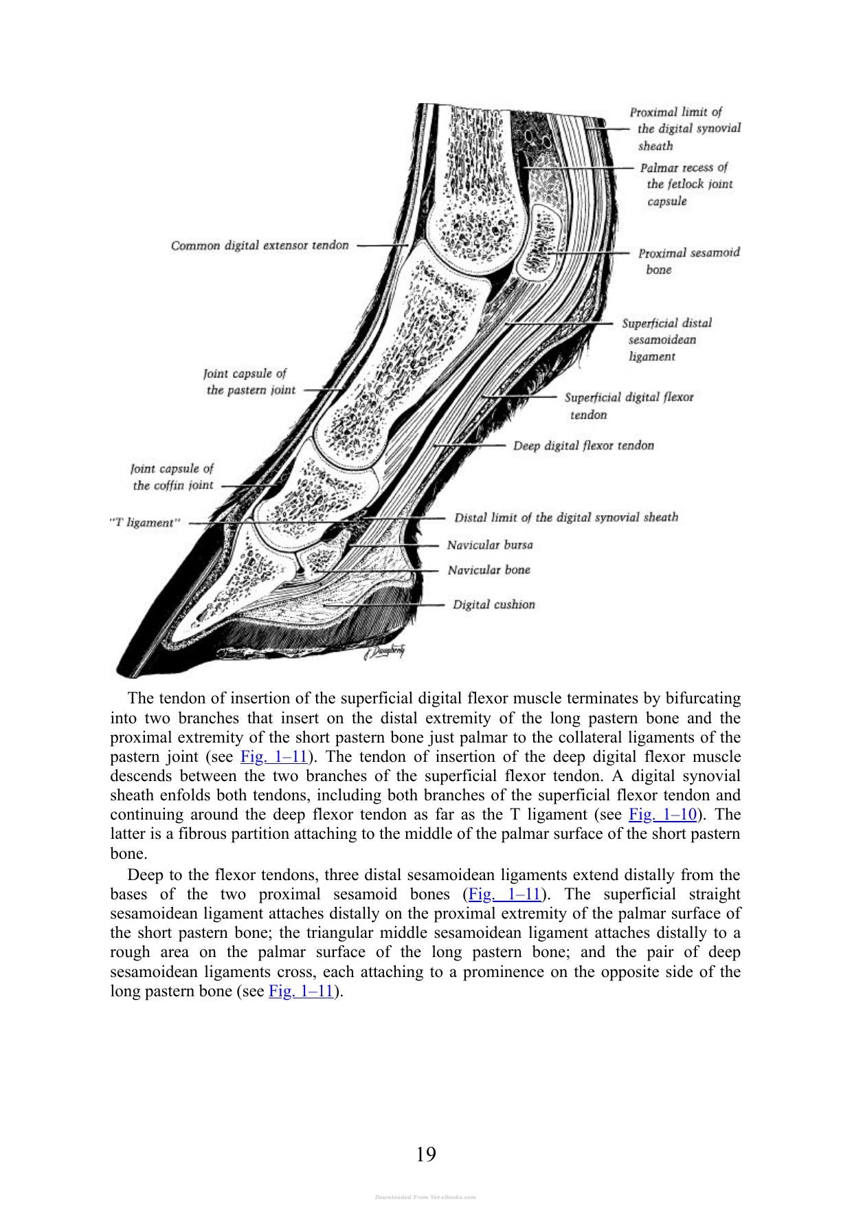 Practical Guide To Lameness In Horses 4Th Edition