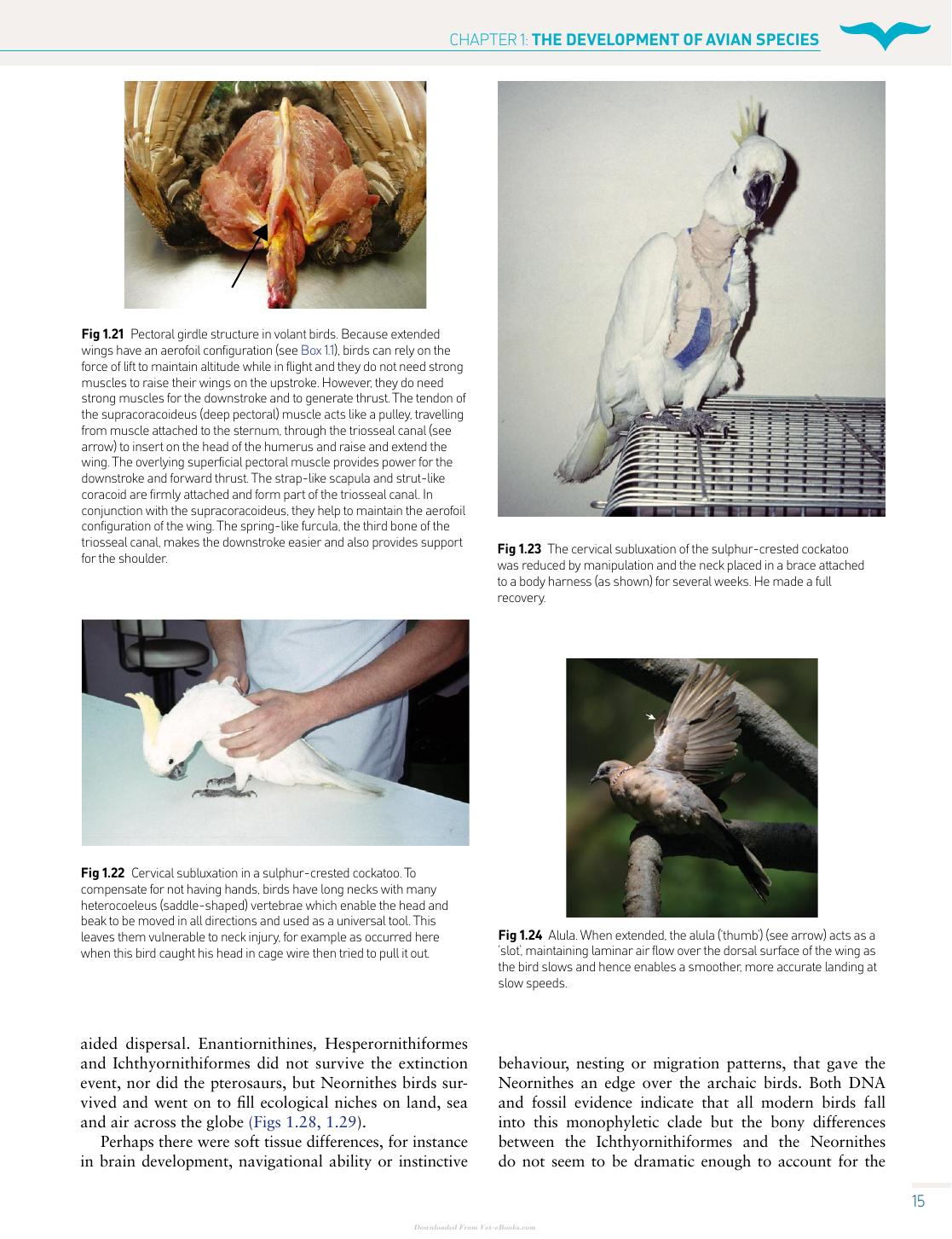 Handbook Of Avian Medicine 2nd Edition