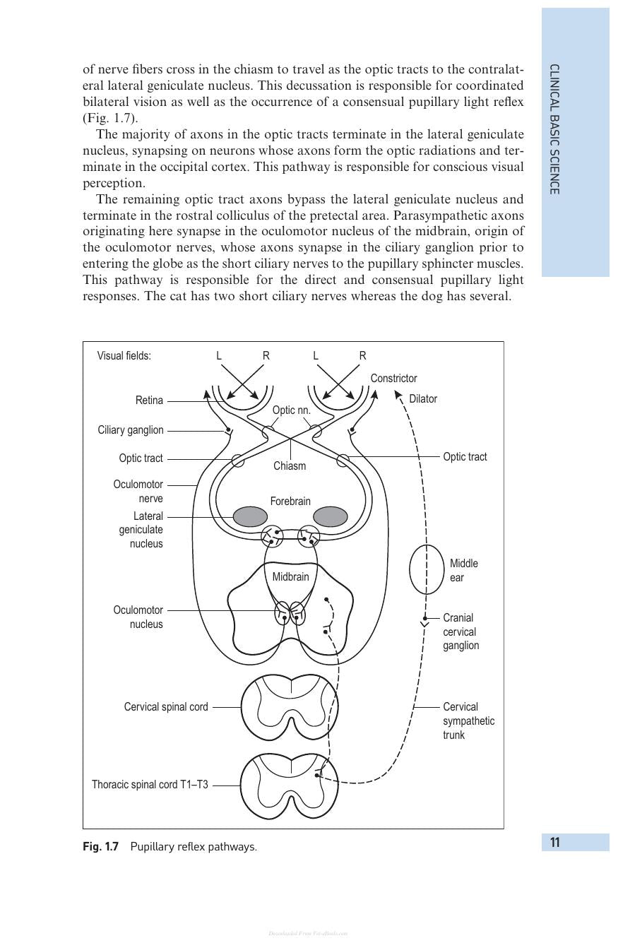 Small Animal Ophthalmology 4Th Edition