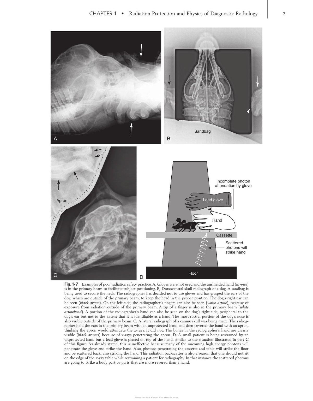 Textbook of Veterinary Diagnostic Radiology 6th Edition