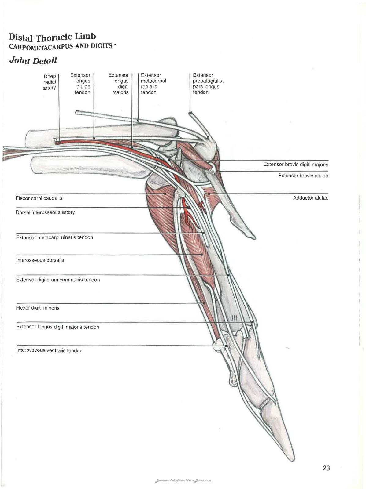 Avian Surgical Anatomy Thoracic And Pelvic Limbs