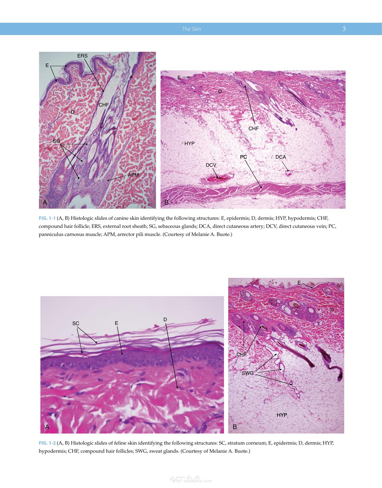 Atlas Of Small Animal Wound Management And Reconstructive Surgery