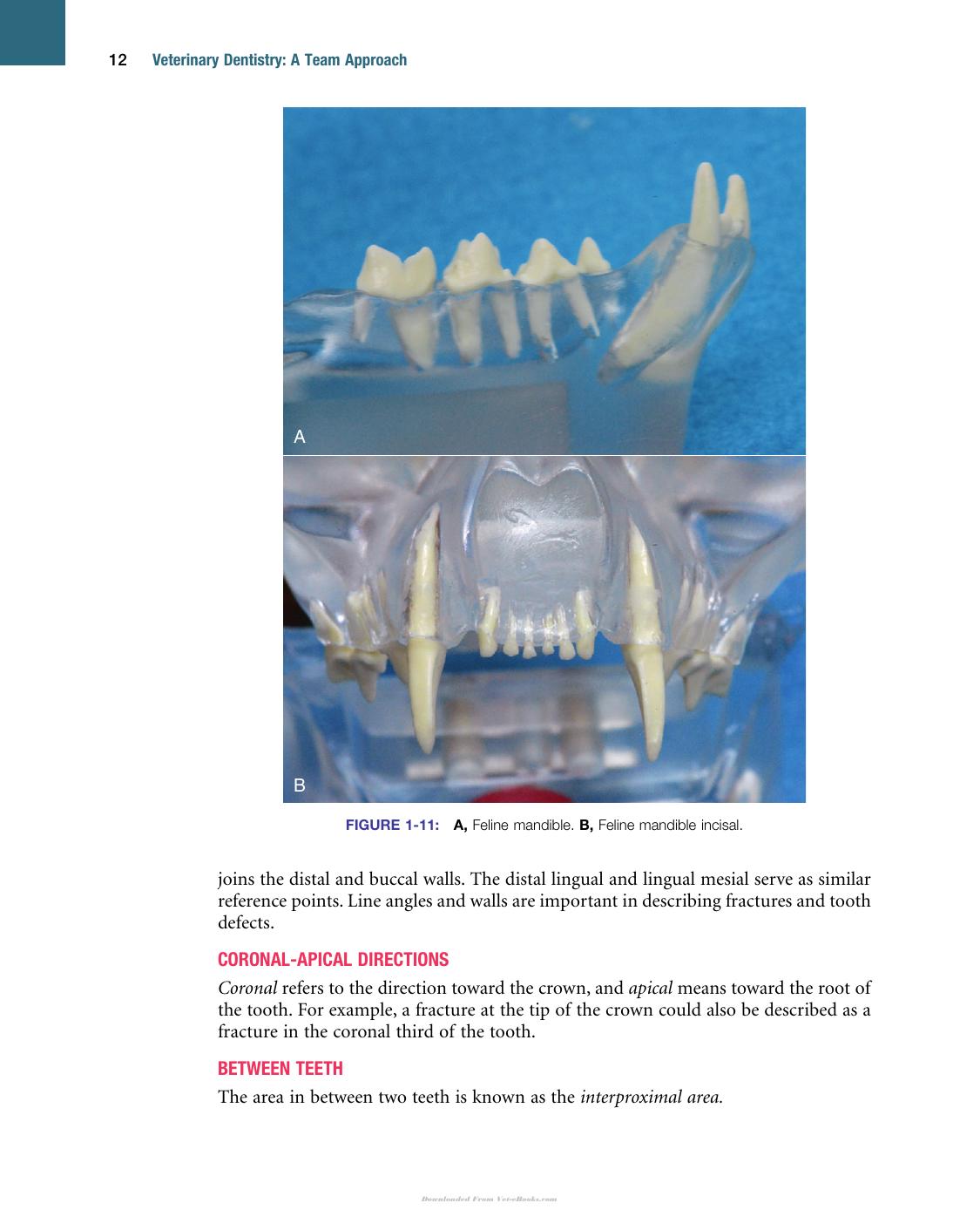Veterinary Dentistry A Team Approach 2Nd Edition